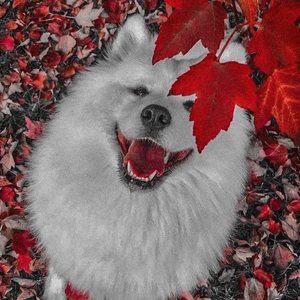 Meet your Posher, Miracle light